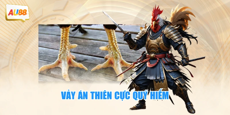 Vảy Án Thiên – Bí Ẩn Vũ Khí “Tàng Hình” Trên Chân Chiến Kê 2 Vảy án thiên cực quý hiếm